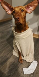 Photo of dog in a Halloween costume that looks like a house elf from Harry Potter.