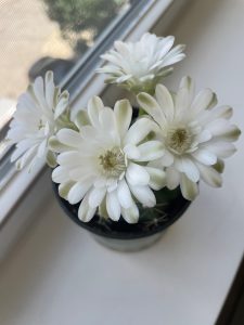 White flowers