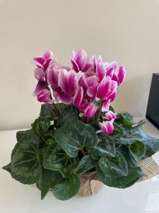 Pink flowers