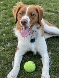 An orange and white dog with a tennis ball
