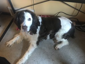 A large black and white dog
